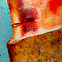 tpnl_5