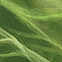 tpnl_1